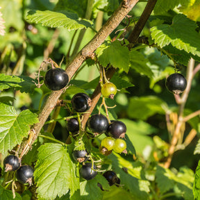 Ribes nigrum 'andega' - Cassissier à gros fruits Andega - Cassissier