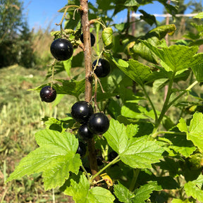 Cassissier - Cassissier à gros fruits Andega - Ribes nigrum 'andega'