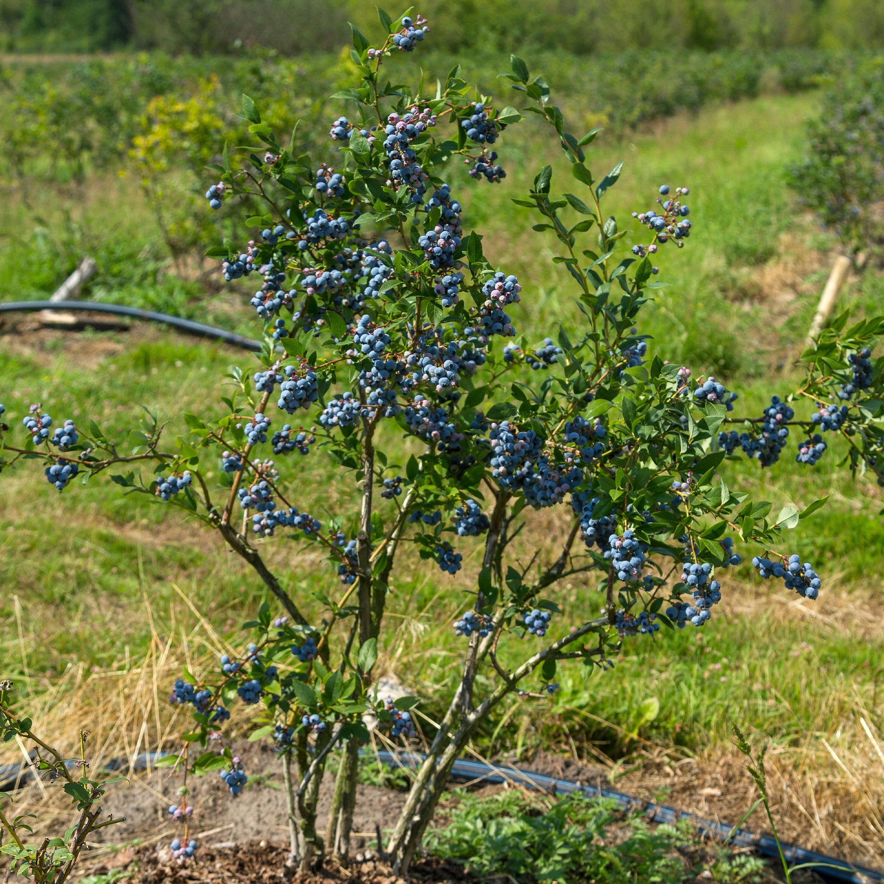 Myrtillier Vitaminos - Vaccinium corymbosum Vitaminos - Willemse