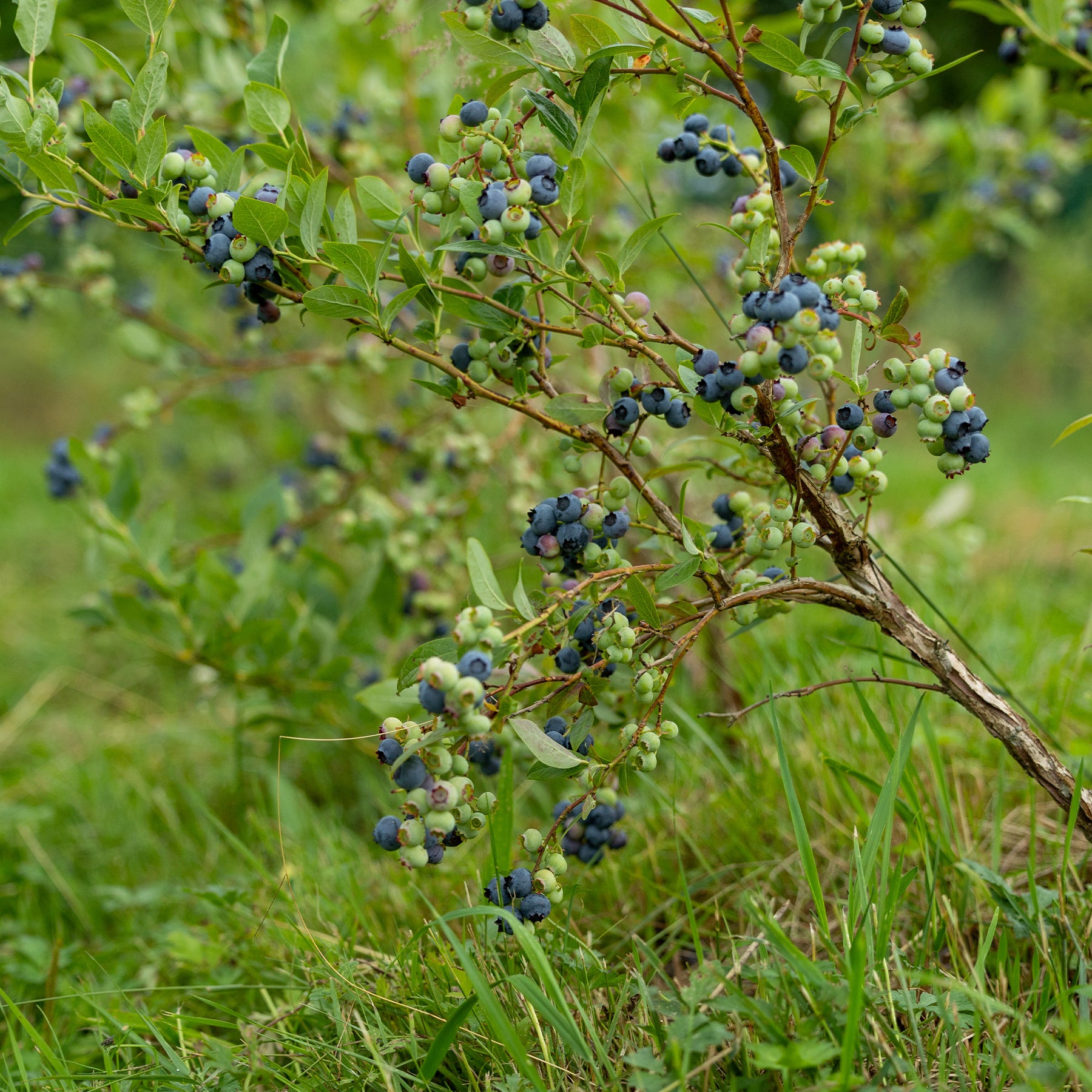 Vente Myrtillier Vitaminos - Vaccinium corymbosum Vitaminos