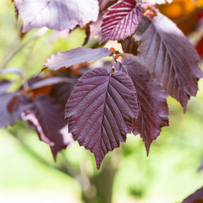 Noisetier pourpre - Corylus maxima purpurea - Willemse