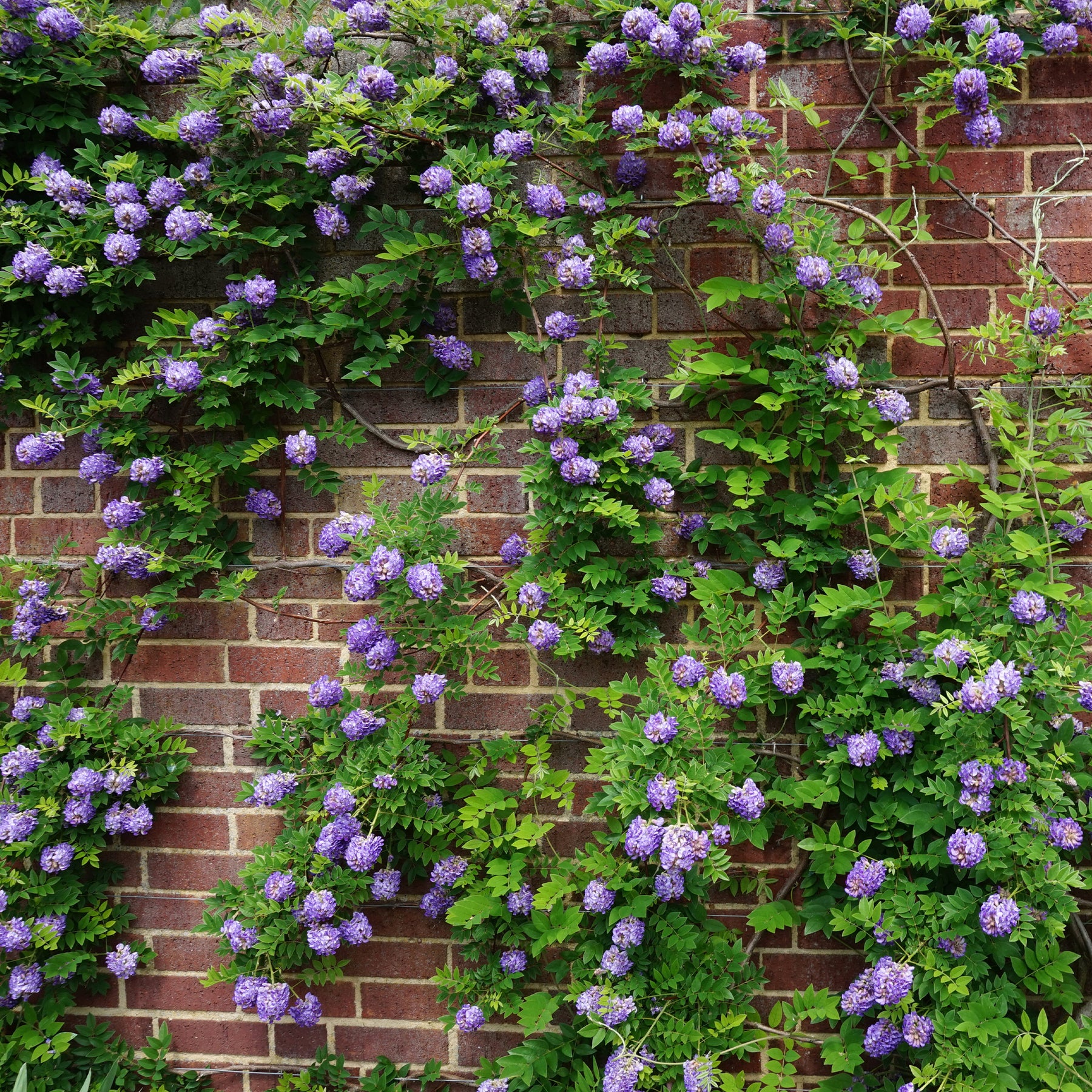 Glycine Toujours en fleurs - Willemse