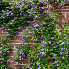 Glycine Toujours en fleurs - Willemse