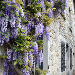 Glycine Toujours en fleurs