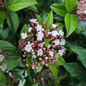 Viburnum tinus Spirit - Viorne naine Spirit - Viornes