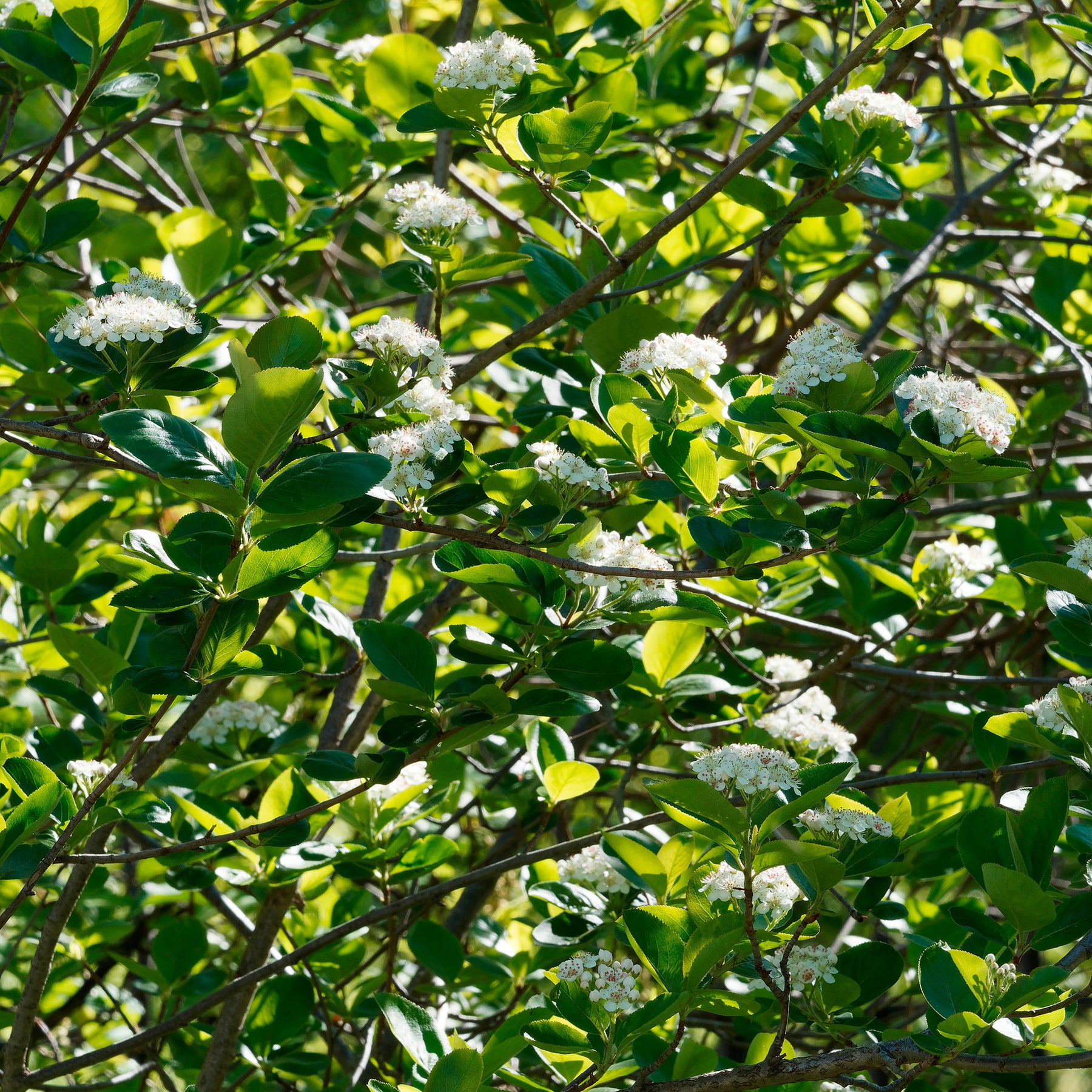 Aronia melanocarpa viking - Aronia viking - Aronia