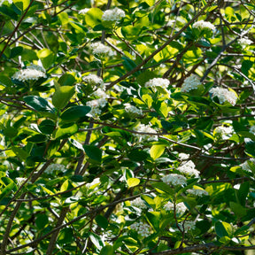Aronia melanocarpa viking - Aronia viking - Aronia