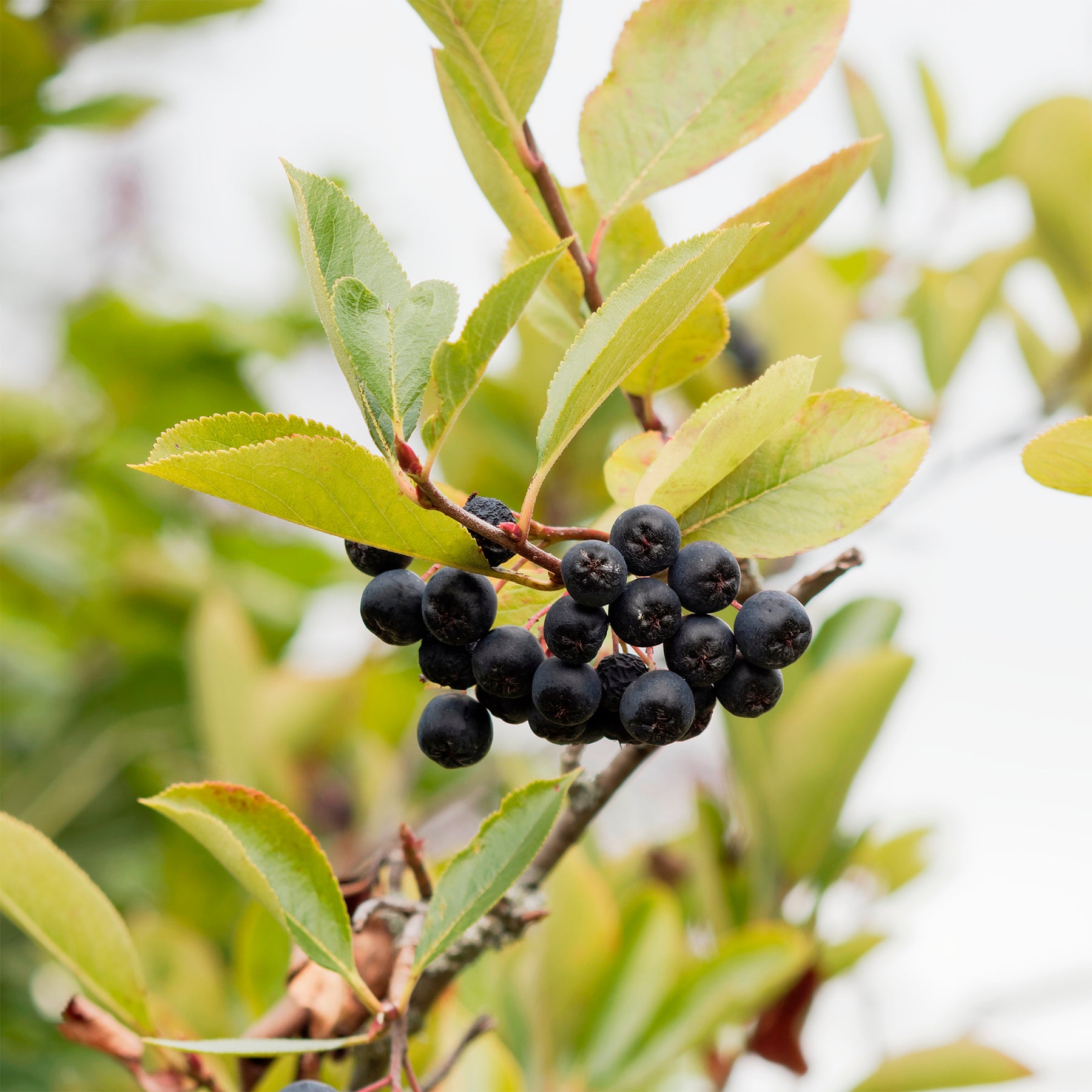 Aronia viking
