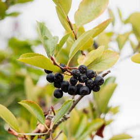 Aronia viking