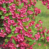 Weigelia Bristol Ruby