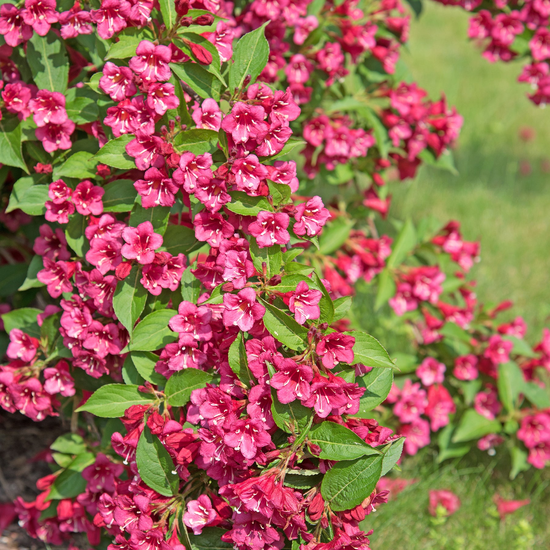 Weigelia Bristol Ruby