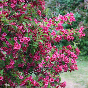 Vente Weigelia Bristol Ruby