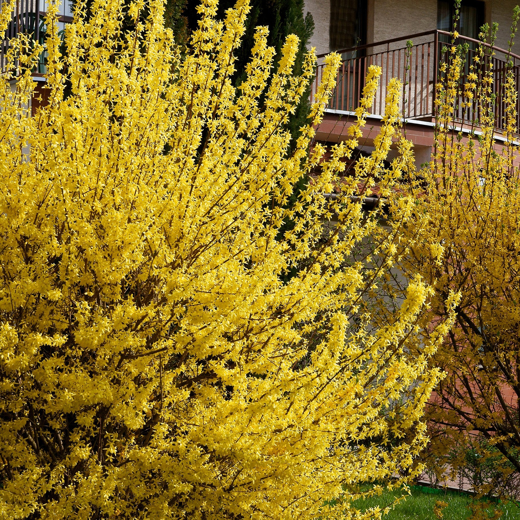 Forsythia Spectabilis