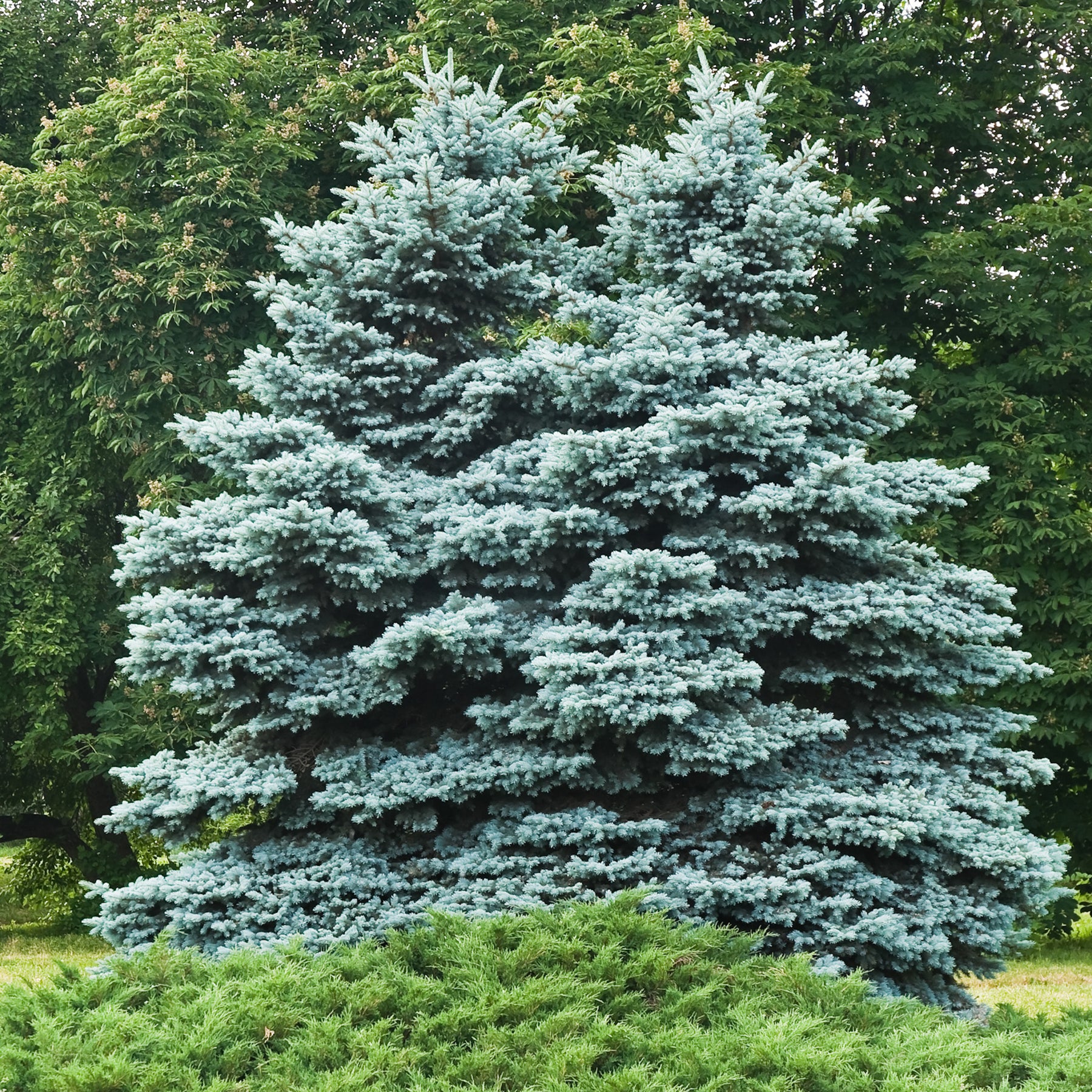 Picea pungens maculata - Sapin bleu - Conifères