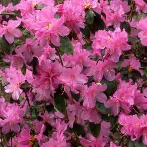 Rhododendron précoce - Rhododendron praecox - Willemse