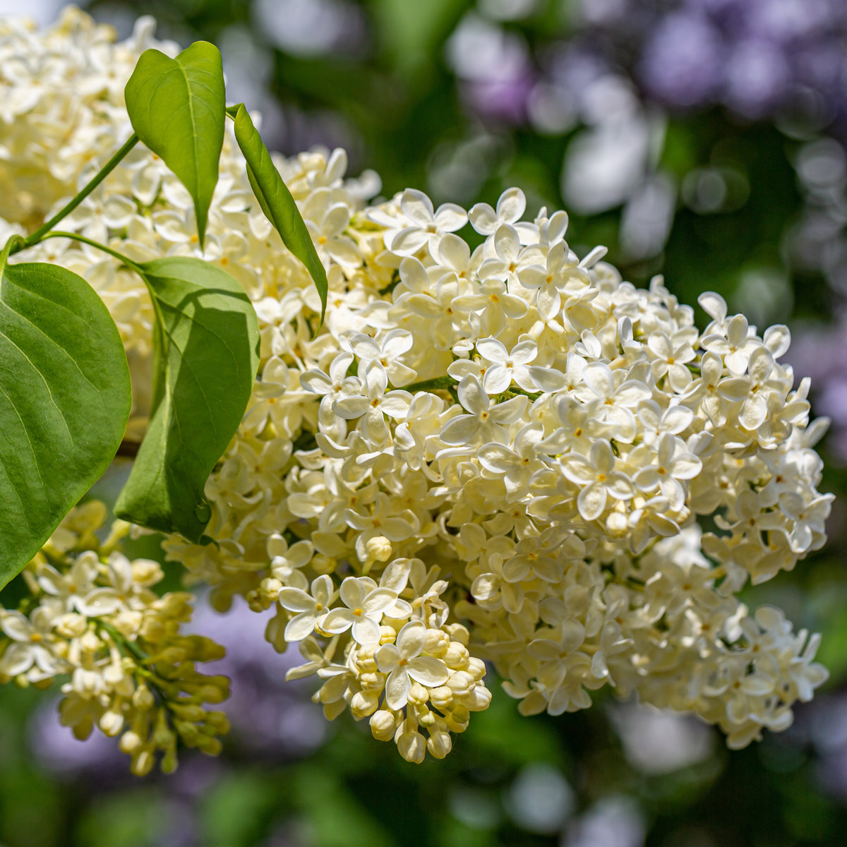 Lilas jaune - Willemse
