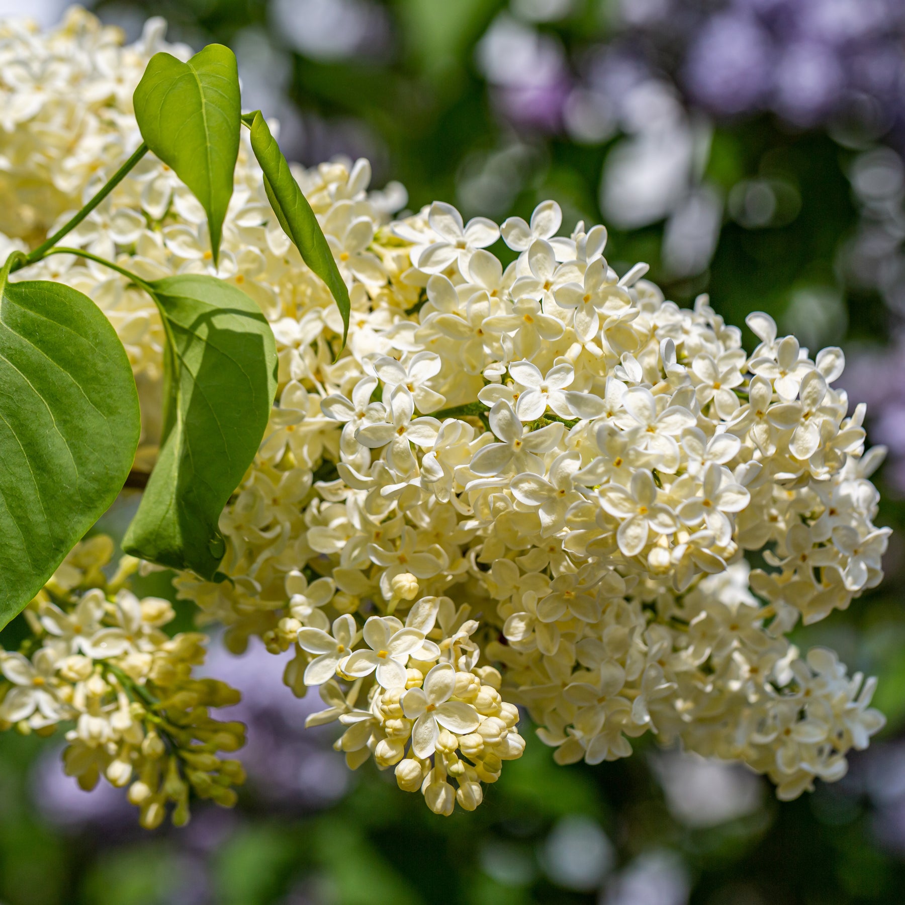 Lilas jaune - Willemse