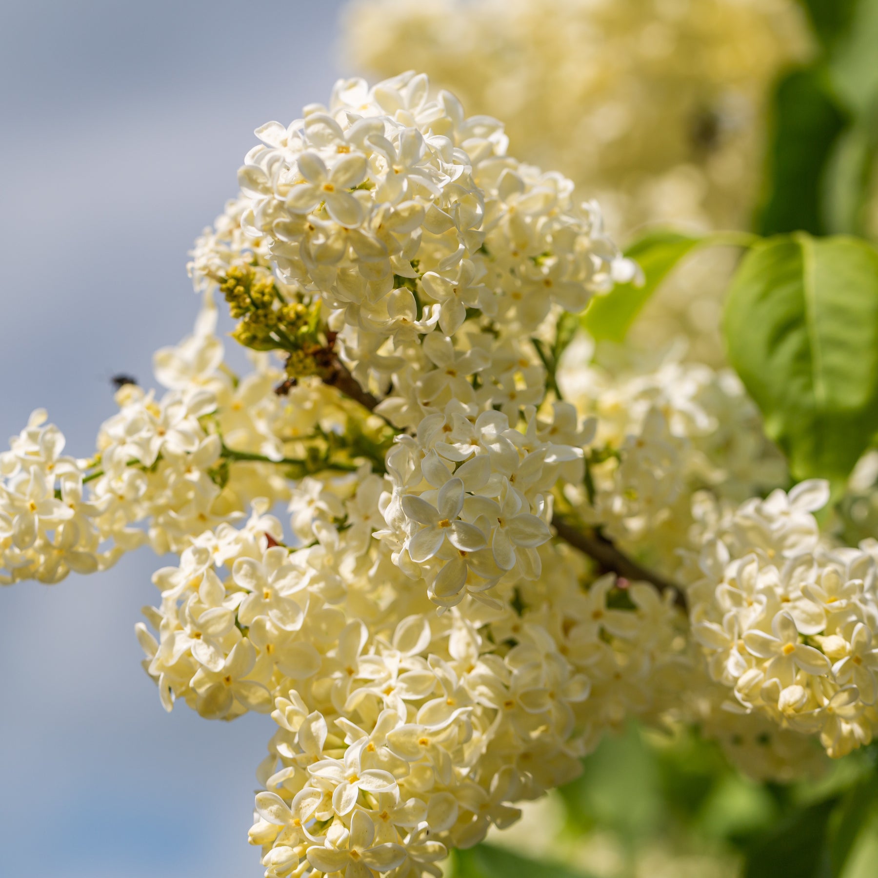 Syringa vulgaris Primrose - Lilas jaune - Lilas