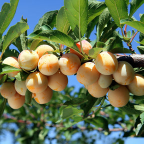 Vente Prunier Mirabelle de Nancy - Mirabellier - Prunus domestica Mirabelle de Nancy