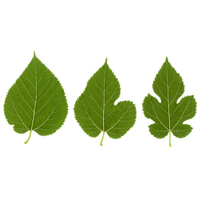 Mûrier à grandes feuilles - Morus alba Macrophylla - Willemse