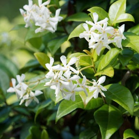 Vente Collection de 3 grimpantes : jasmin, glycine, hortensia grimpant - Trachelospermum jasminoides, wisteria, hydrangea p