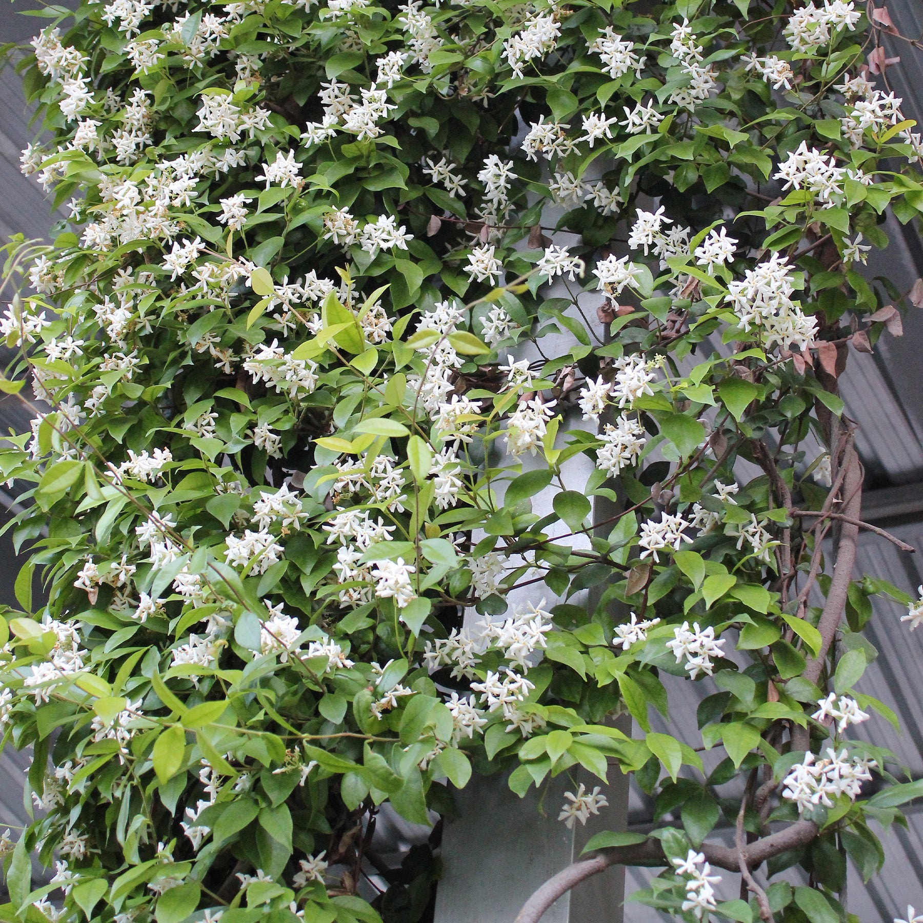 Jasmins - Jasmin étoilé - Trachelospermum jasminoides