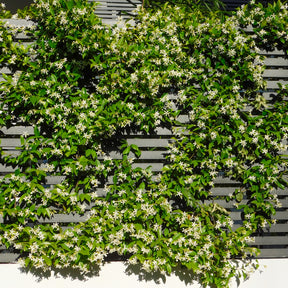 Trachelospermum jasminoides - Jasmin étoilé - Jasmins