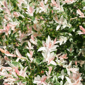 Saule crevette en buisson
