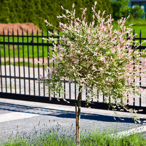 Vente Saule crevette sur tige - Salix integra Hakuro Nishiki