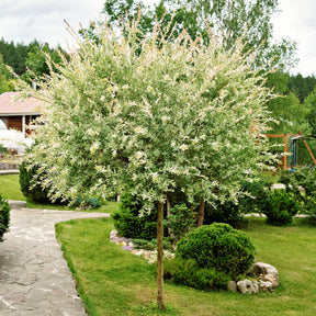 Saule crevette sur tige - Salix integra Hakuro Nishiki - Willemse
