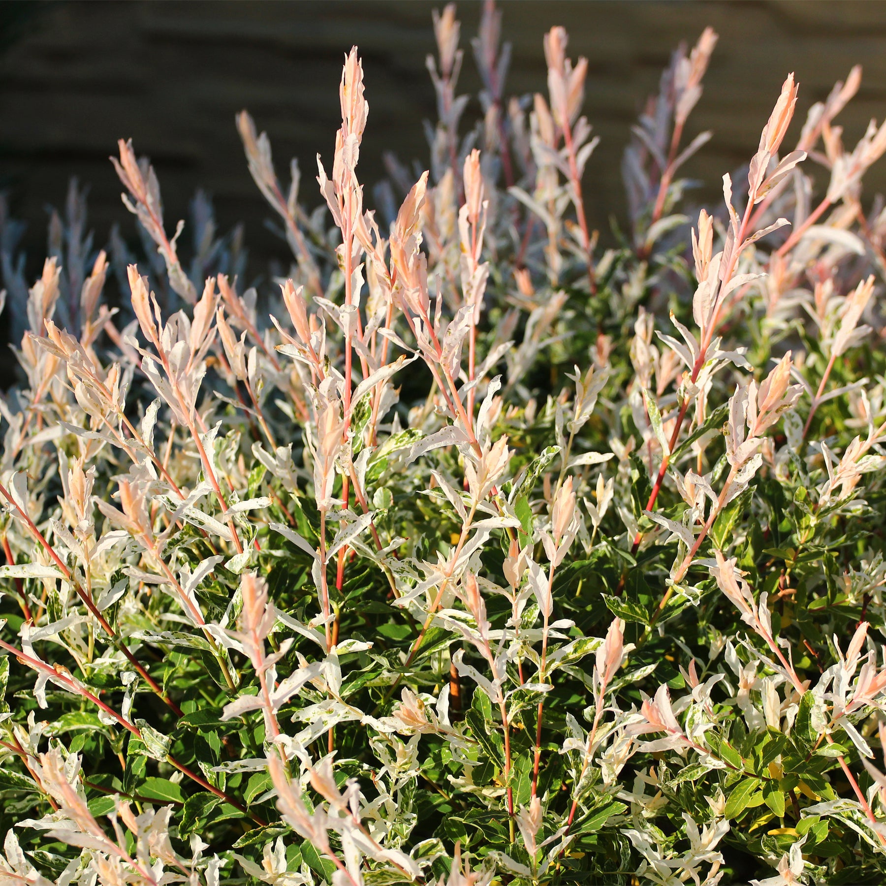 Salix integra Hakuro Nishiki - Saule crevette sur tige - Saule