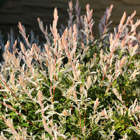 Salix integra Hakuro Nishiki - Saule crevette sur tige - Saule