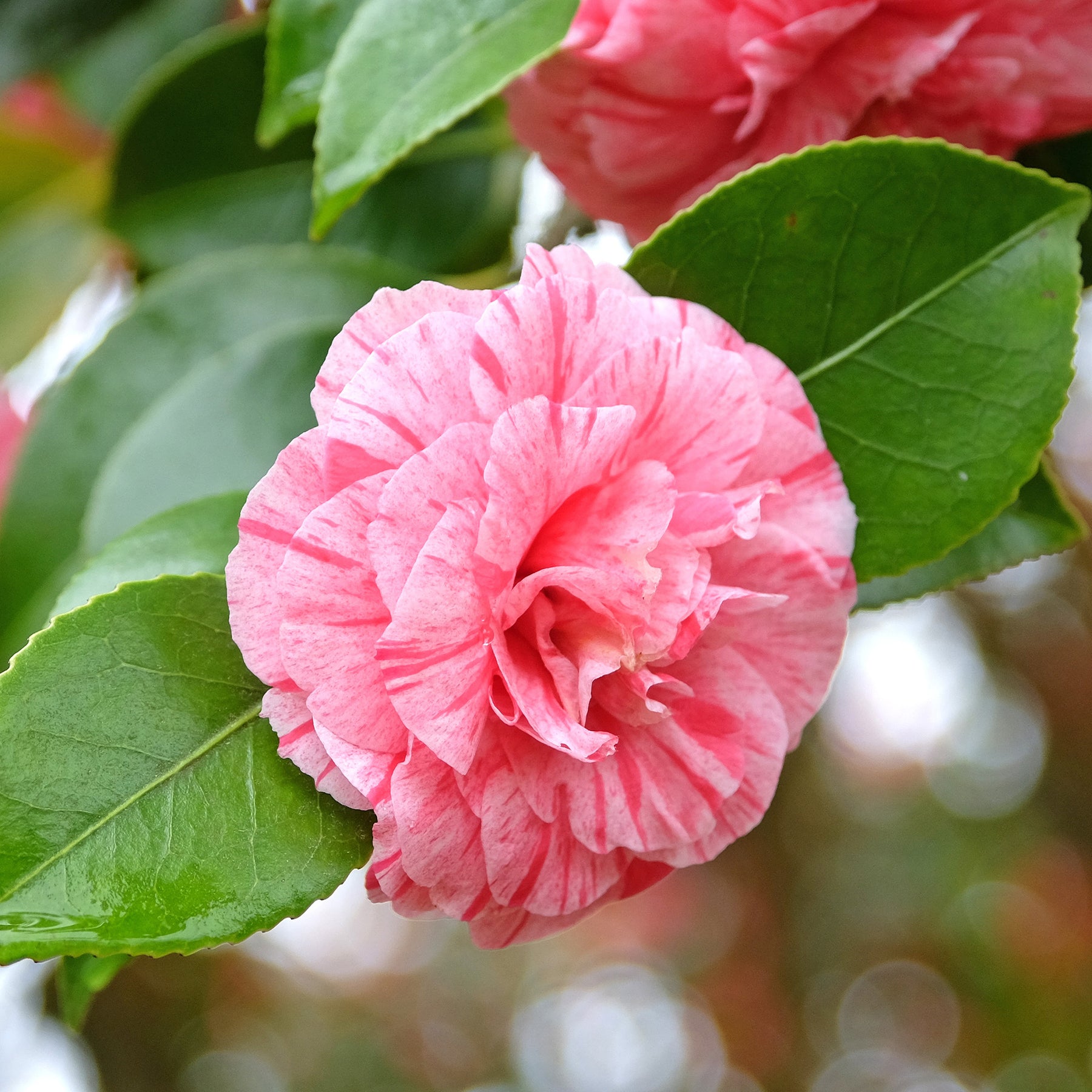 Camélias - Camélia du Japon bicolore - Camellia japonica william bartlett