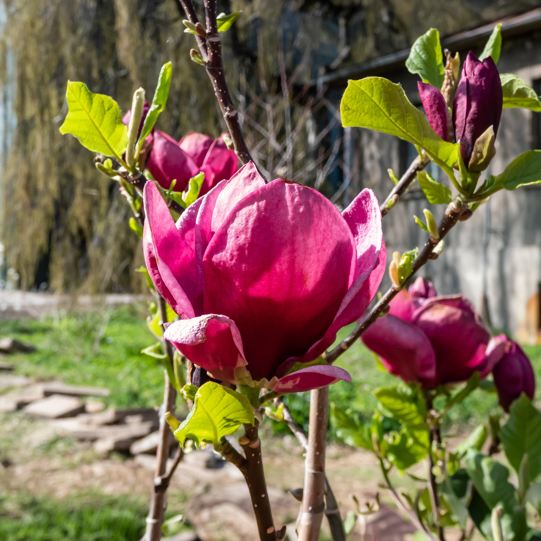 Magnolia Genie - Willemse