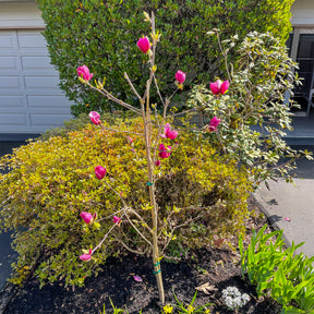 Magnolia Genie - Magnolia Genie - Willemse