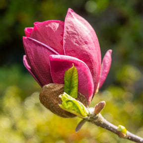 Vente Magnolia Genie