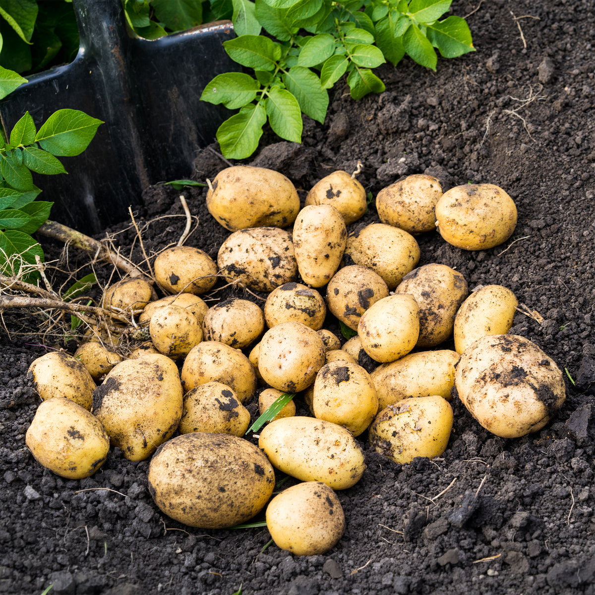 25 Pommes de terre Blanche Bio - Willemse