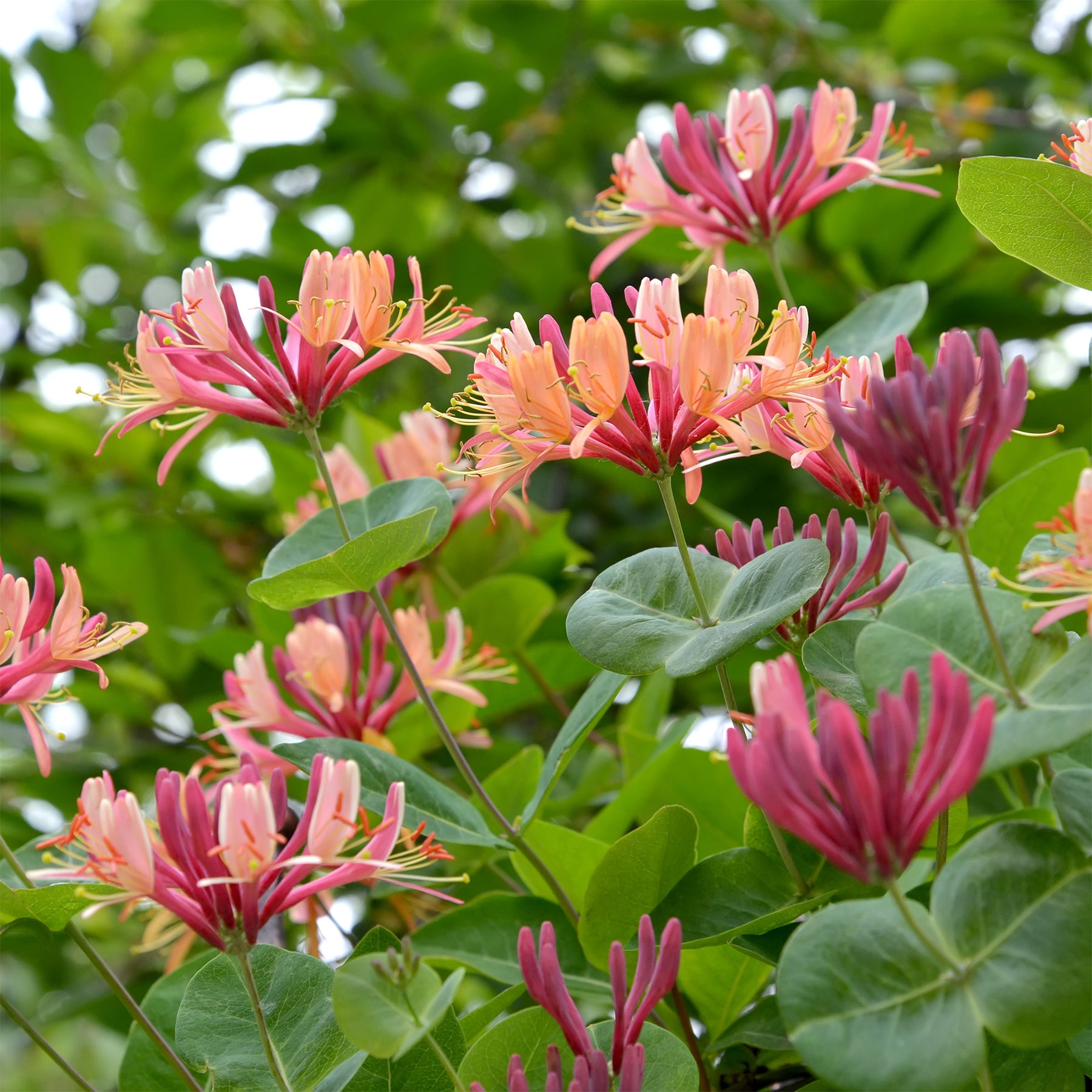 Lonicera heckrottii American Beauty, Clematis patens Piilu, Parthenocissus tricuspidata Veitchii - Collection de 3 grimpantes : chèvrefeuille, clématite, vigne vierge - Collections de plantes grimpantes