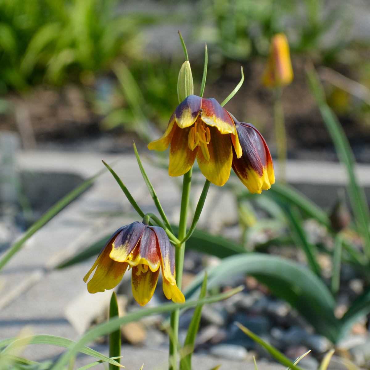 10 Fritillaires Raisin de renard - Willemse
