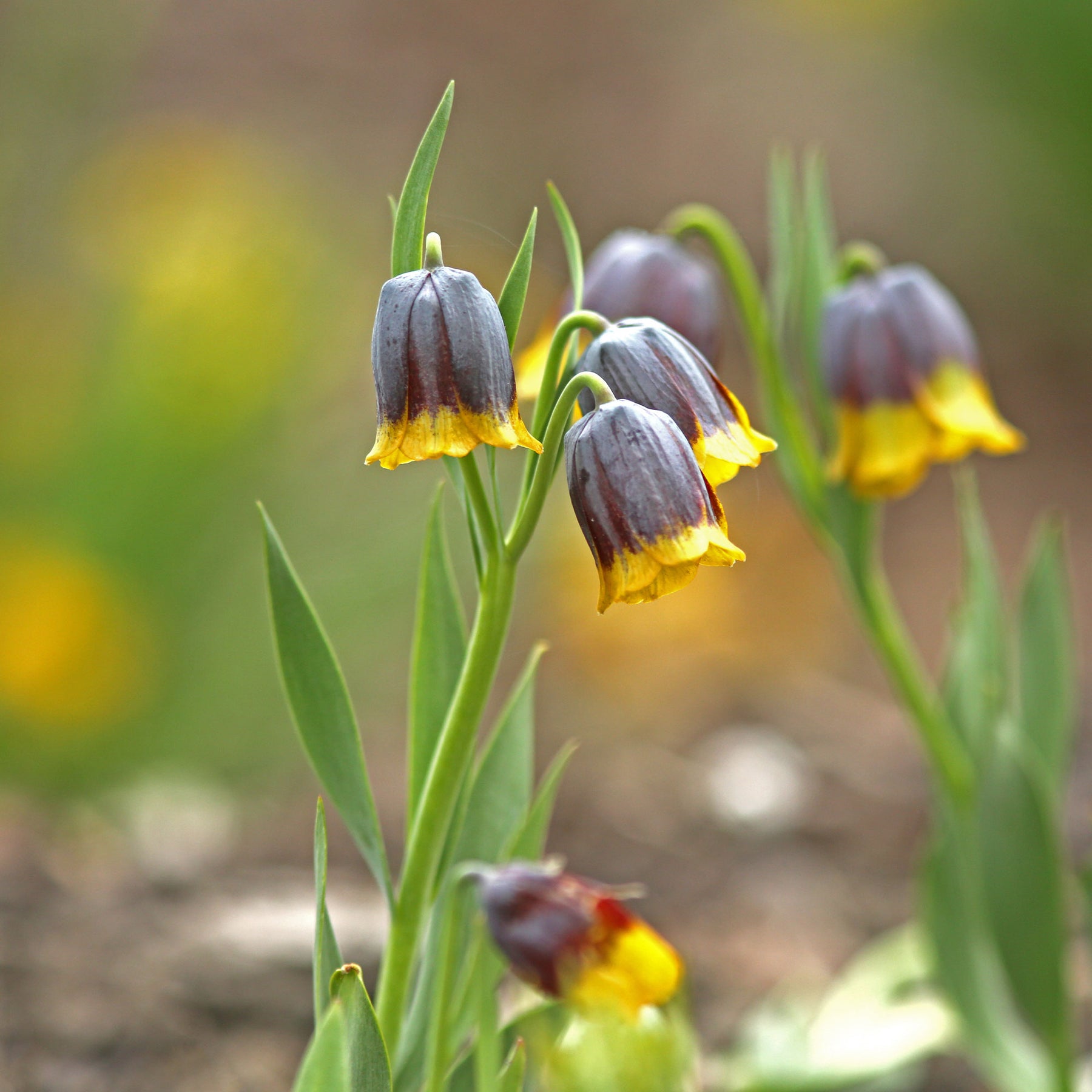 10 Fritillaires Raisin de renard - Fritillaria uva-vulpis - Willemse