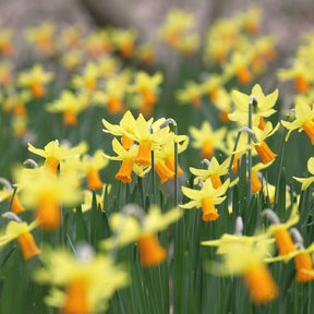 Narcissus cyclamineus Jetfire - 5 Mini-narcisses Jetfire - Narcisse