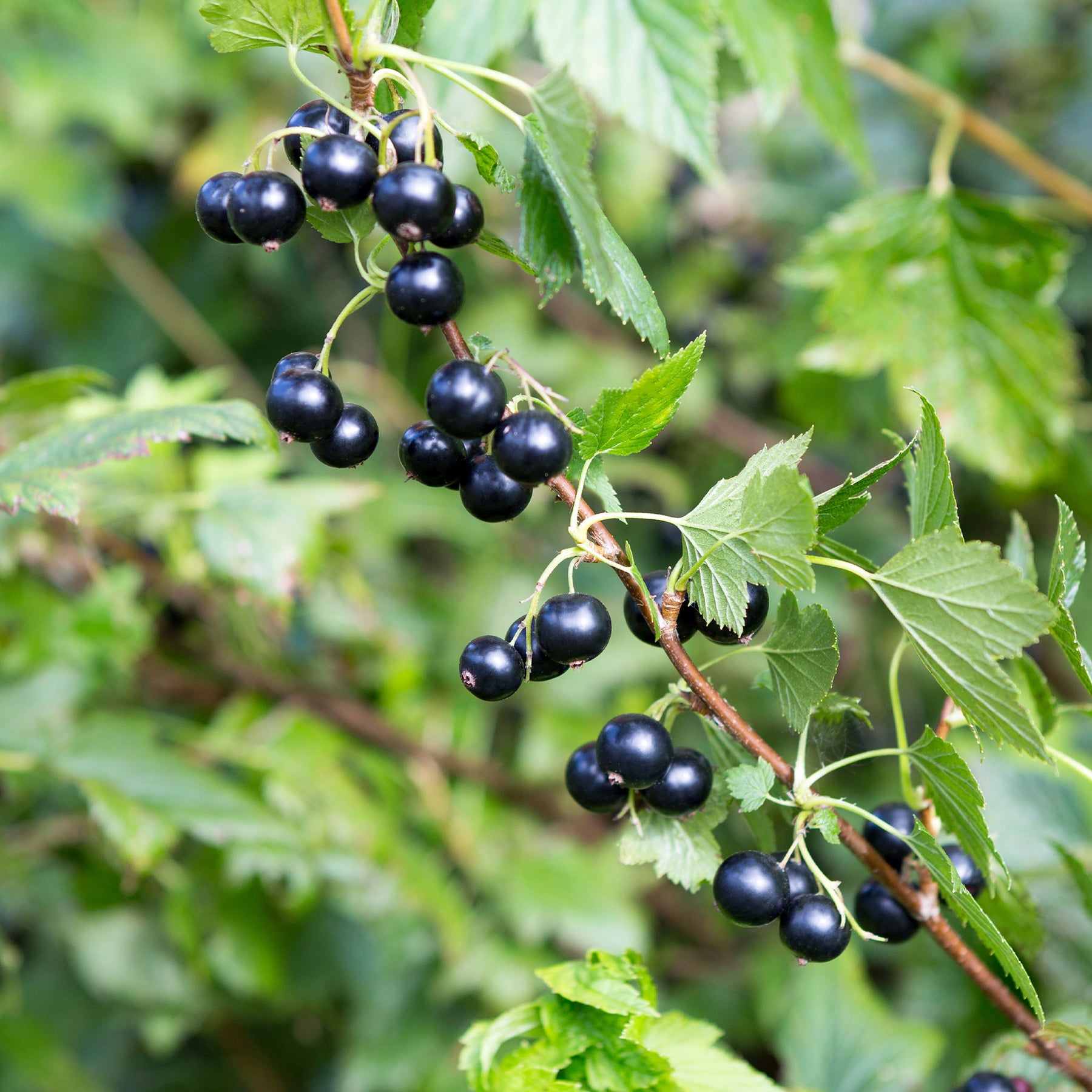 Ribes nigrum Titania - Cassissier sur tige - Cassissier