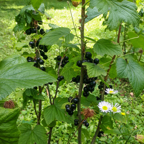 Cassissier sur tige - Ribes nigrum Titania - Willemse