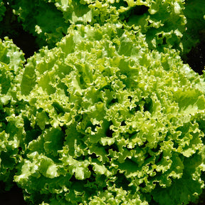 Laitue batavia Florine - Lactuca sativa capitata florine - Willemse