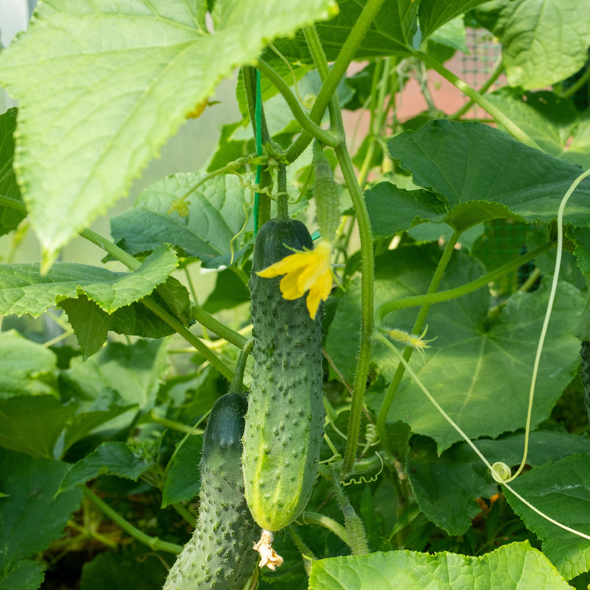 Cornichon Regal F1 - Willemse