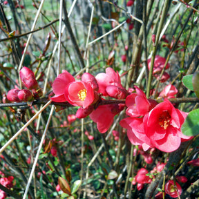 Chaenomeles japonica Cido - Cognassier du Japon Cido - Cognassier du Japon
