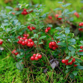 Airelle rouge Miss Cherry ® - Willemse