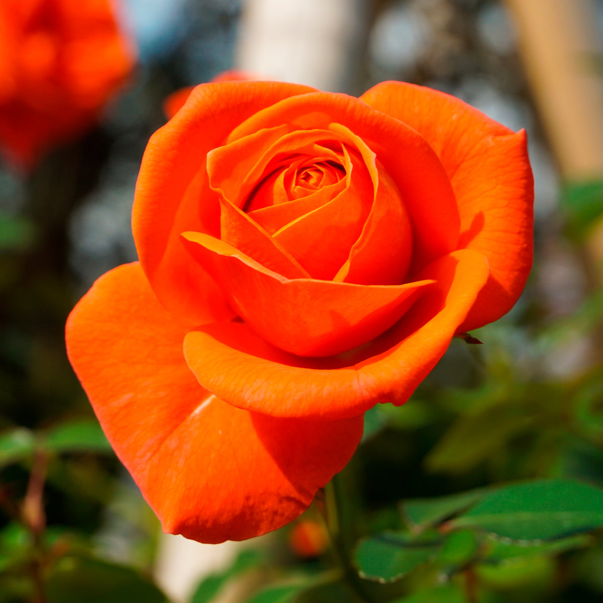Rosier buisson orange
