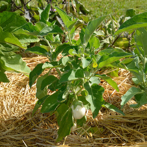Solanum melongena blanche ronde à oeufs - Aubergine Blanche ronde à oeufs - Aubergines