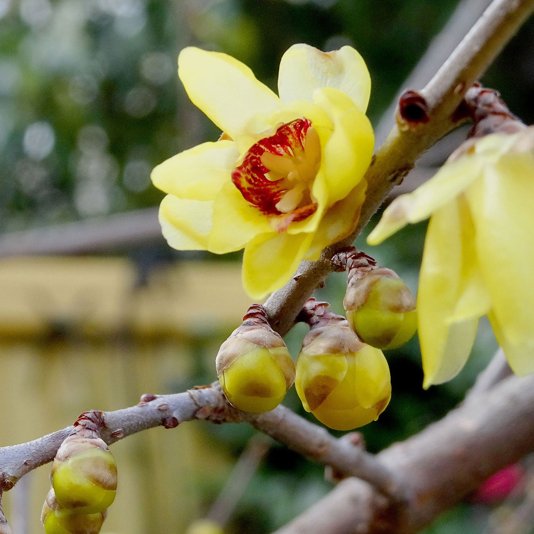 Chimonanthe précoce - Willemse
